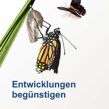 Das Mentoring-Programm